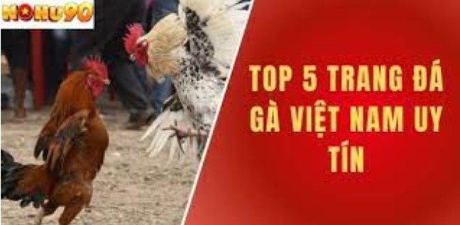 Những loại hình đá gà Nohu90 phổ biến hiện nay  
